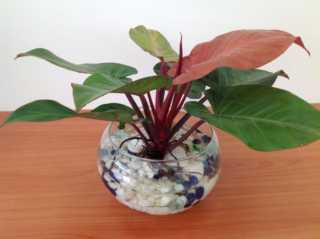 Ghế nhập khẩu